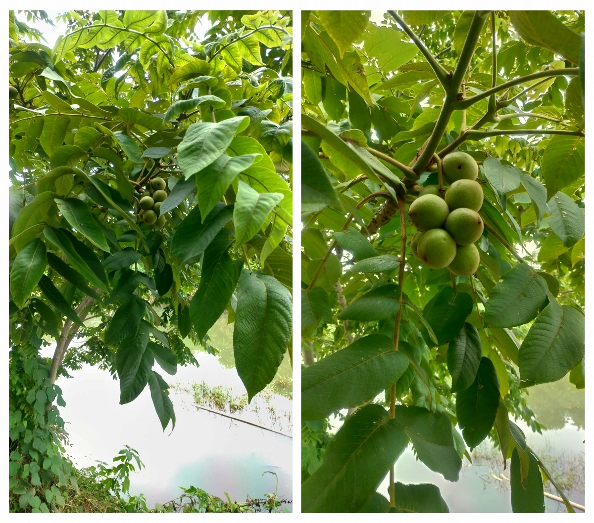 くるみの木 - The Fool In The Valleyの雑記帳