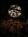 20091205152839