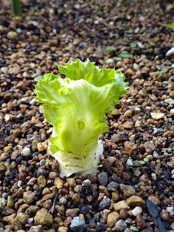 レタスの芯を植えたら葉っぱが出た！ - TH69のときど記ログ