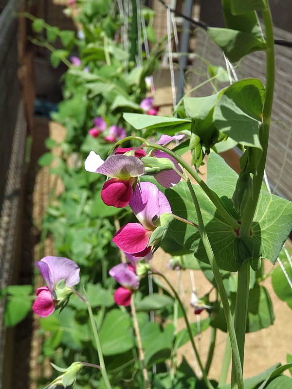 絹さやの花が咲きました！ - TH69のときど記ログ
