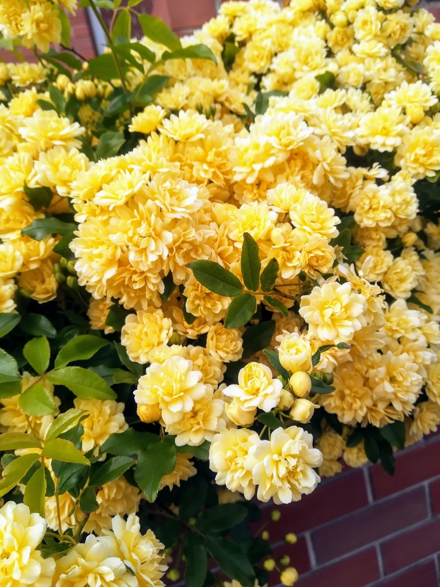 f:id:thaipu-ku:20200527004025j:plain f:id:thaipu-ku:20200527004025j:plain