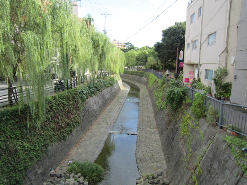 川と柳。きれい。