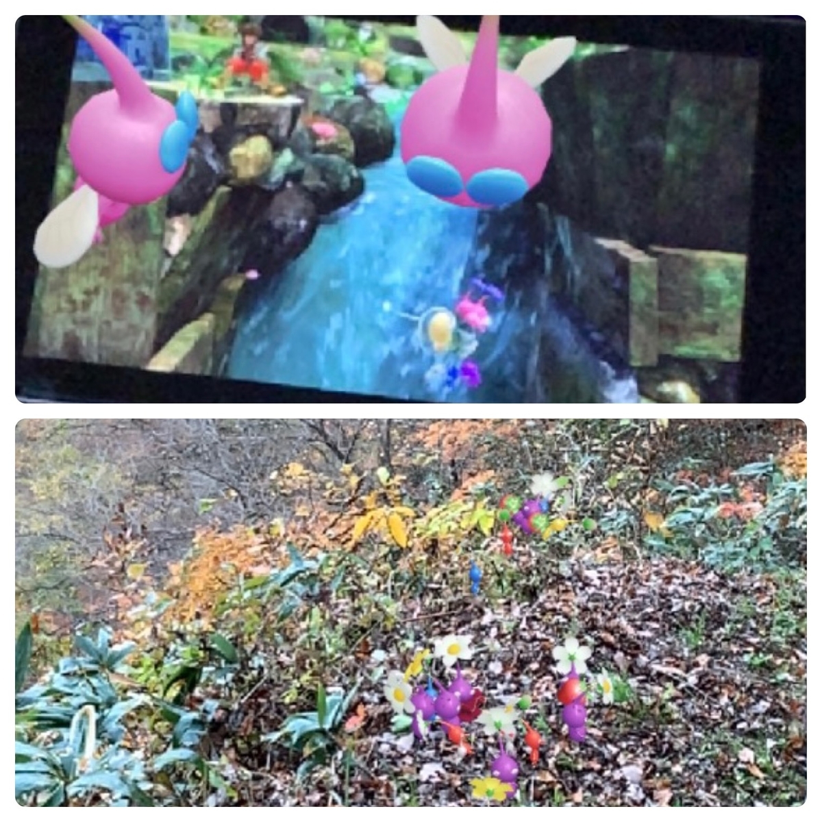 ピクミン ブルーム】-羽ピクミン登場・ピクミンと紅葉-4日目/合計