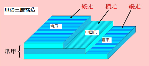 手足の爪の乾燥対策に ドクターネイル ディープセラム の使い方と効果 春香のビューティ週間 ダイアリー