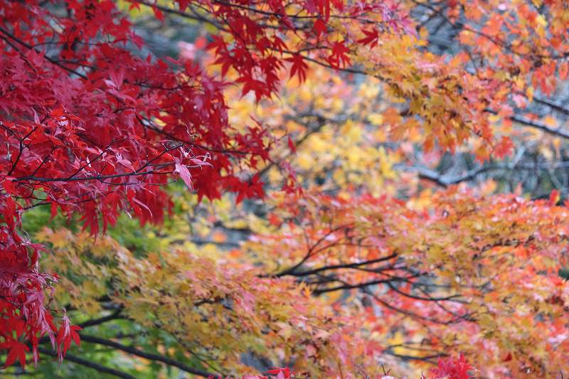 f:id:the-1taizee60h8:20201108210830j:plain