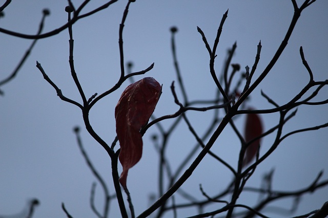 f:id:the-1taizee60h8:20201108211412j:plain