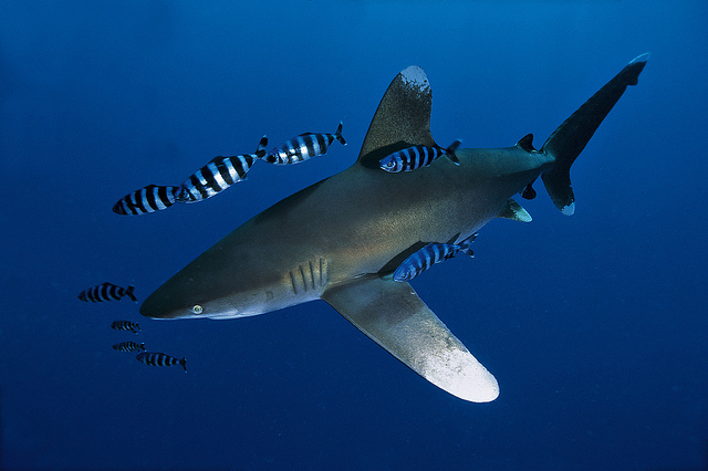 海洋生物 水曜日のカッコイイ生物シリーズvol 1 ザ アステロイドベルト Sf映画tシャツ 海洋生物 絶滅動物 クジラ 恐竜 をモチーフとしたtシャツ 映画tシャツ通販 オリジナルブランドtシャツ自作アーカイブス The Asteroid Belt