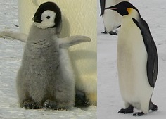 f:id:the-penguin:20170531140833j:plain