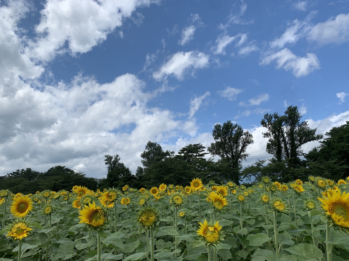 f:id:theURAWAempire:20200824202707j:plain