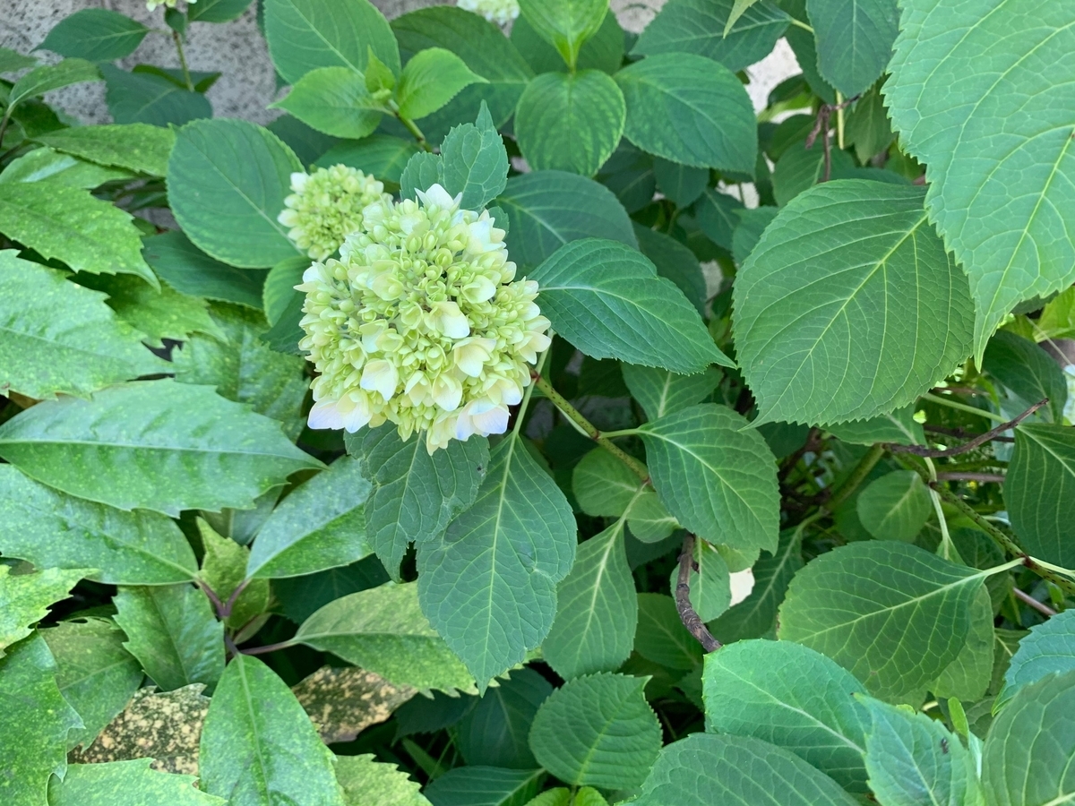 f:id:the_kyoto:20210524140623j:plain