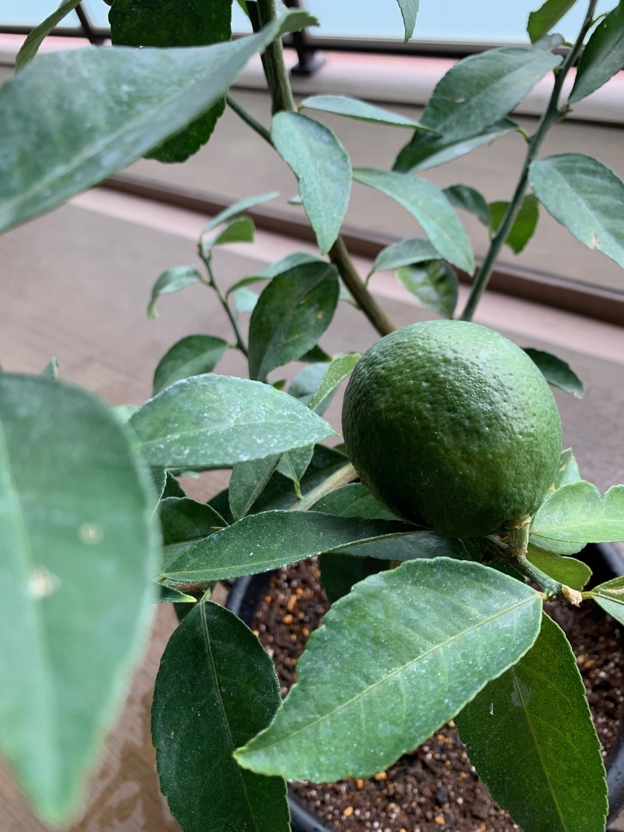 f:id:the_kyoto:20210921185646j:plain