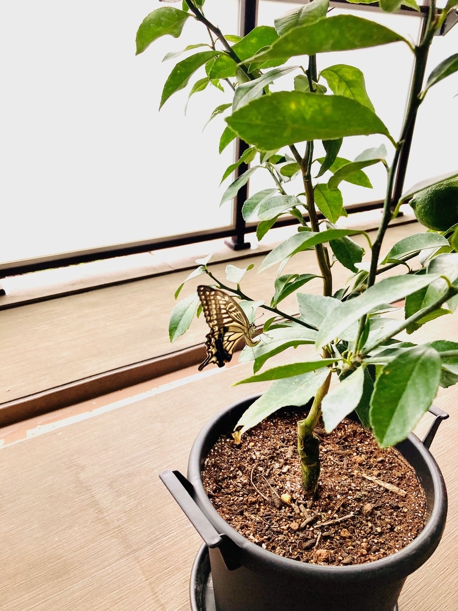 f:id:the_kyoto:20210921185650j:plain