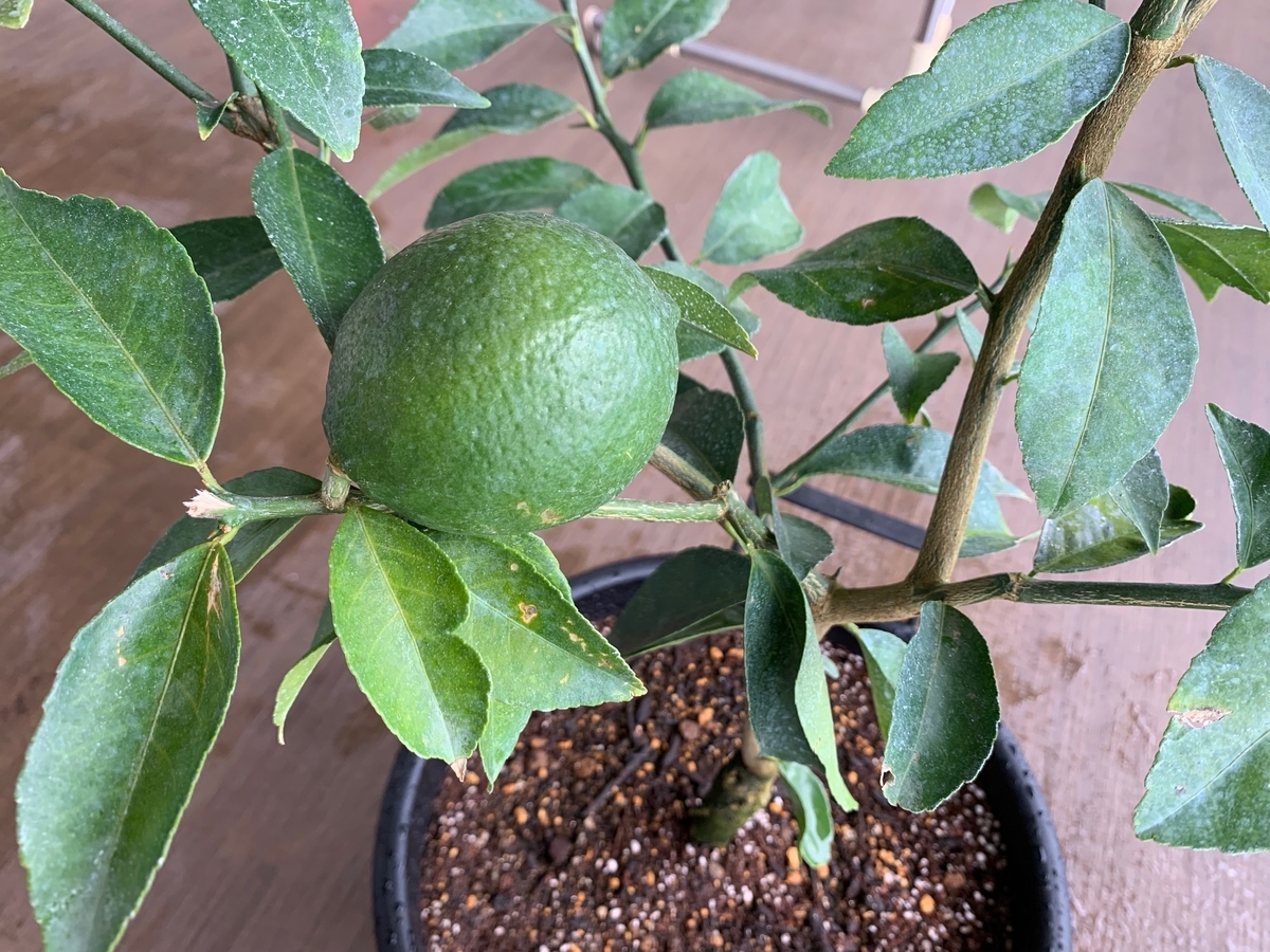 f:id:the_kyoto:20210921185654j:plain