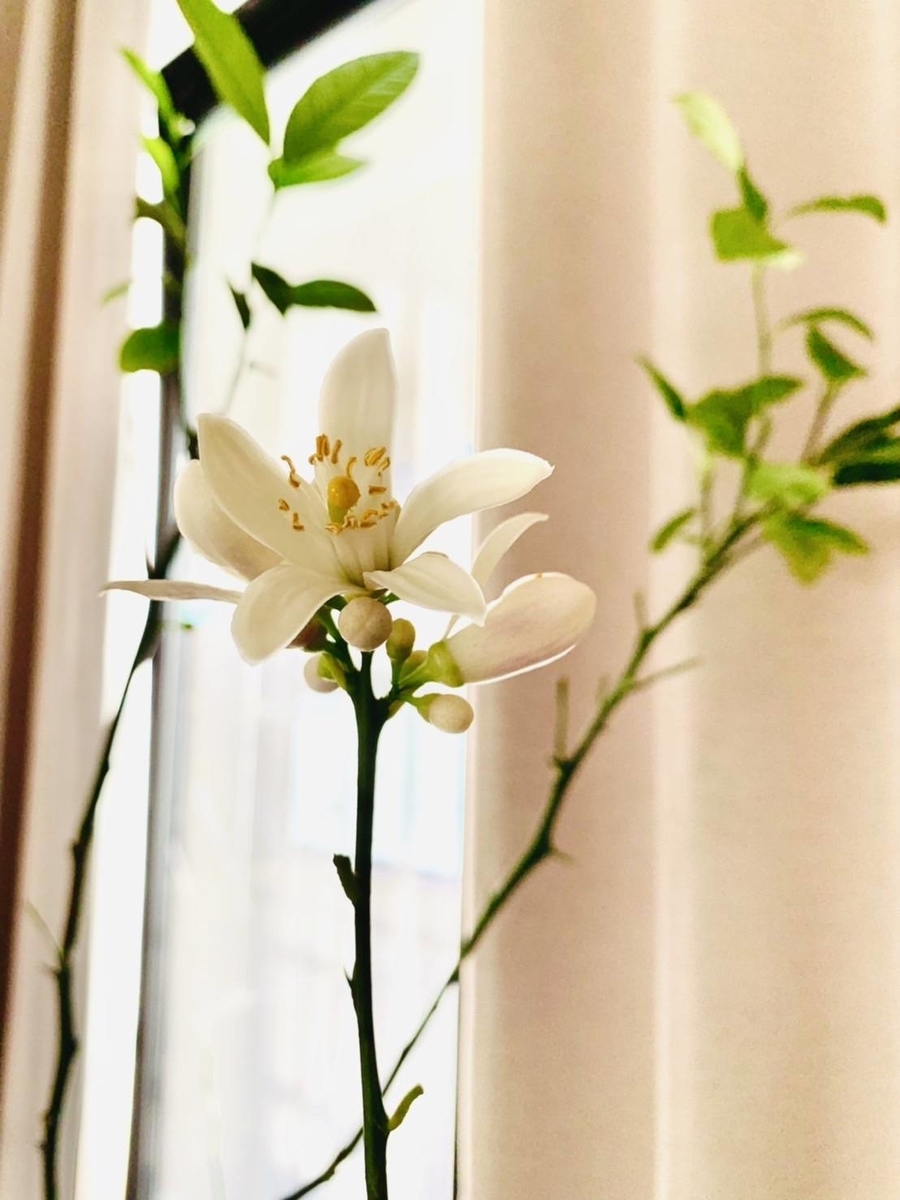 f:id:the_kyoto:20220202130427j:plain