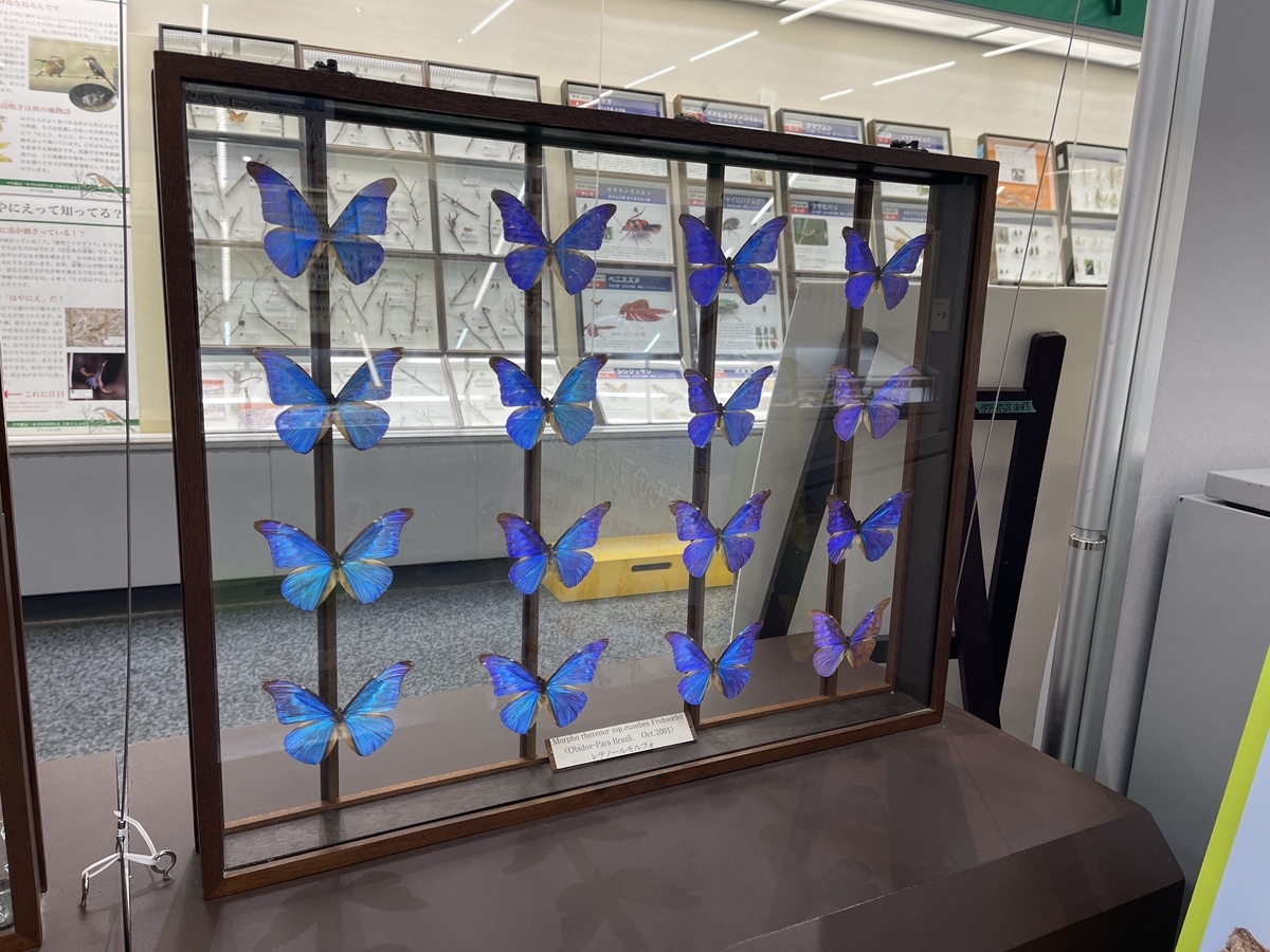 モルフォ蝶の標本の展示。羽が青い虹のように輝いている。