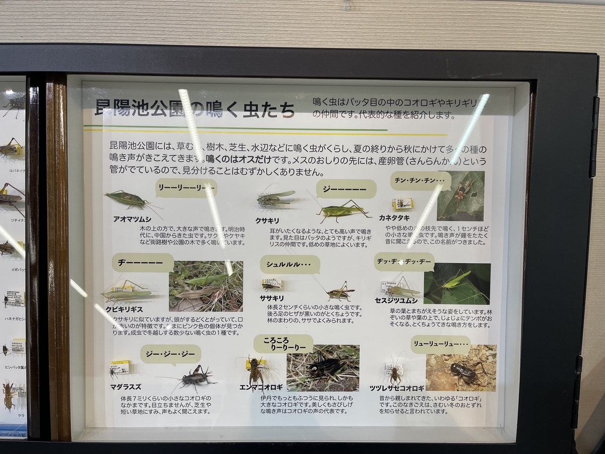 昆陽池公園にいる鳴く虫の説明。アオマツムシやエンマコオロギなどの鳴き声が書いてある。