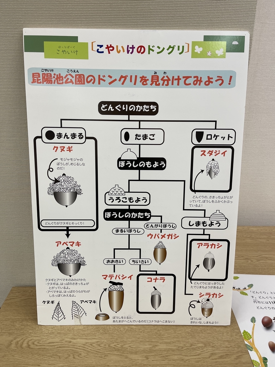 どんぐりの見分け方の説明。形や帽子で見分ける。
