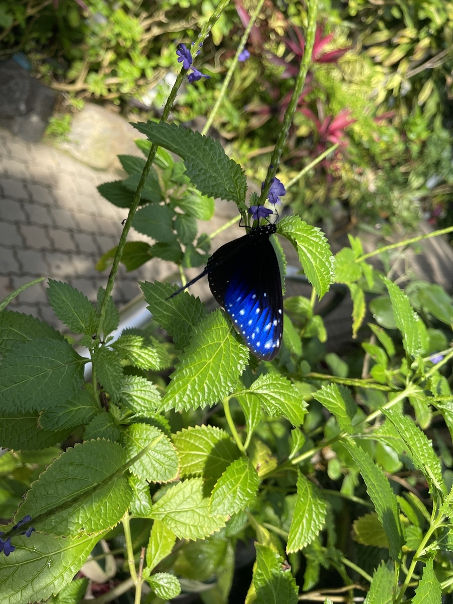 青い羽の蝶が草に留まっている。