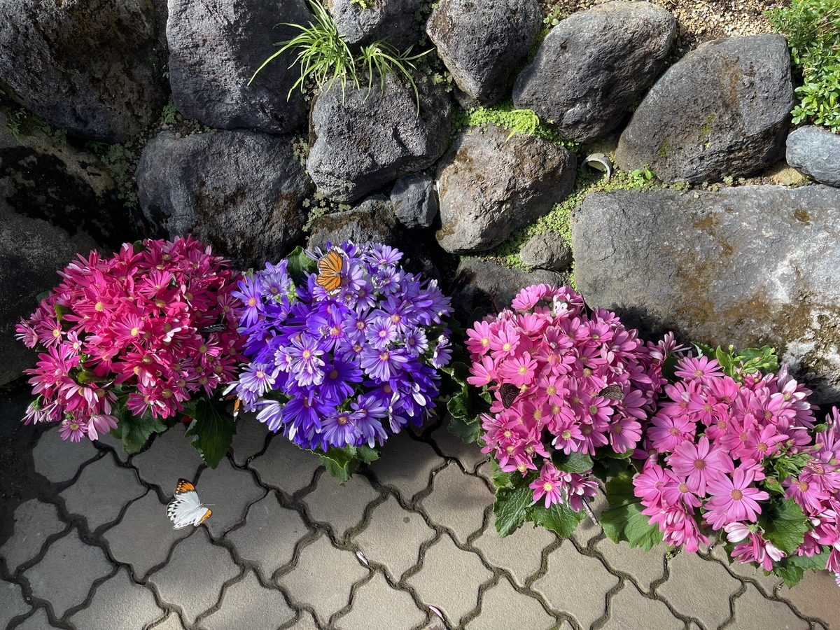 紫やピンクの花とオレンジ色の羽の蝶。