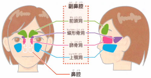 上鼻道 中鼻道 下鼻道に開口する副鼻腔の覚え方 語呂合わせ 譲治の勉強日記