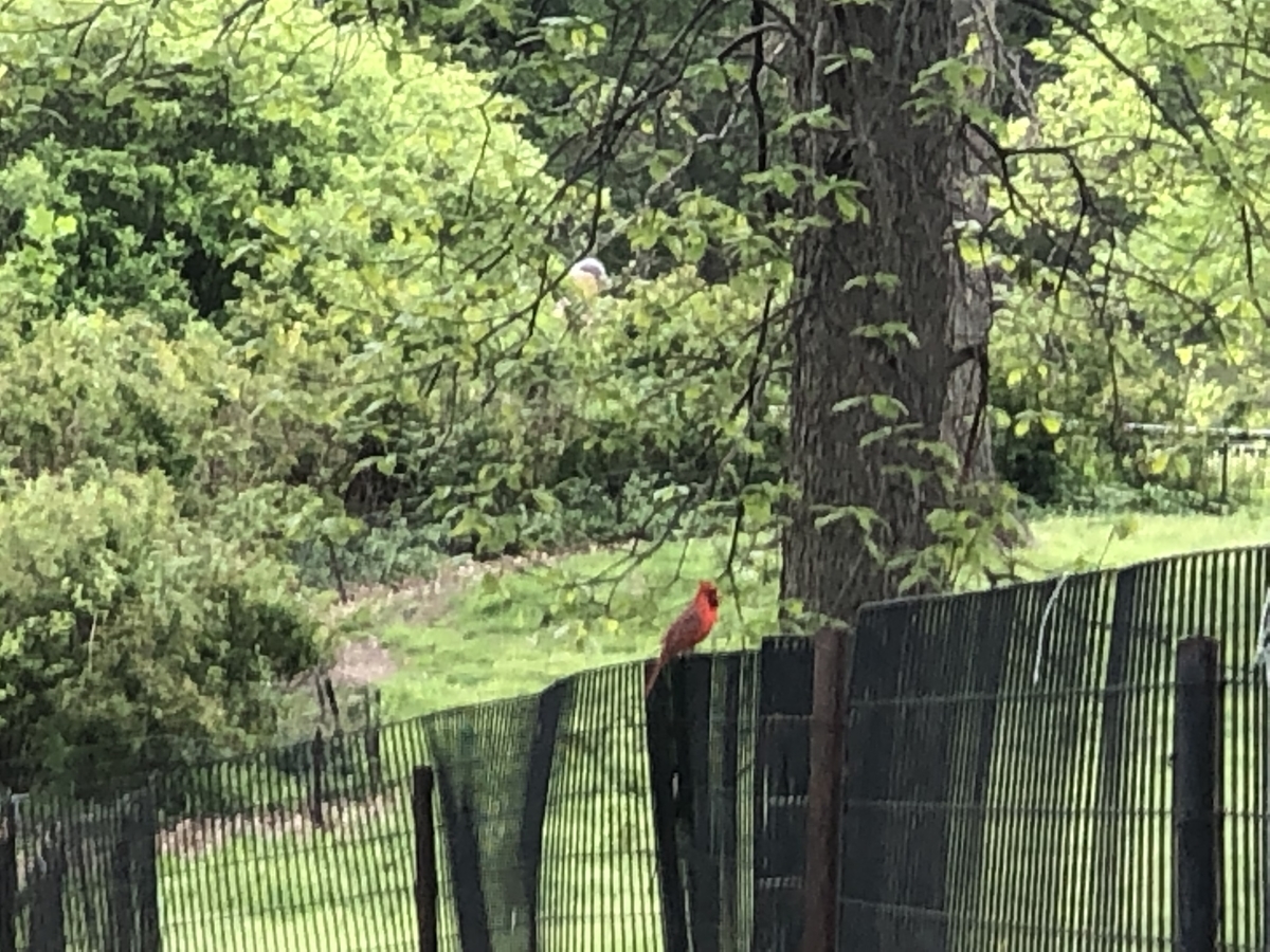 f:id:thecorner:20190618201310j:plain f:id:thecorner:20190618201310j:plain