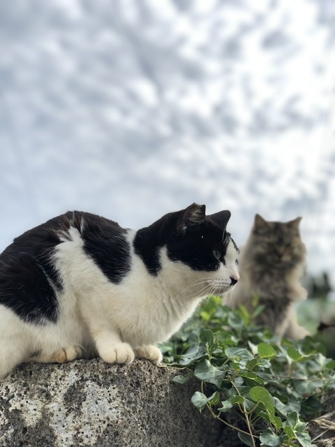 f:id:thecorner:20200516163519j:plain