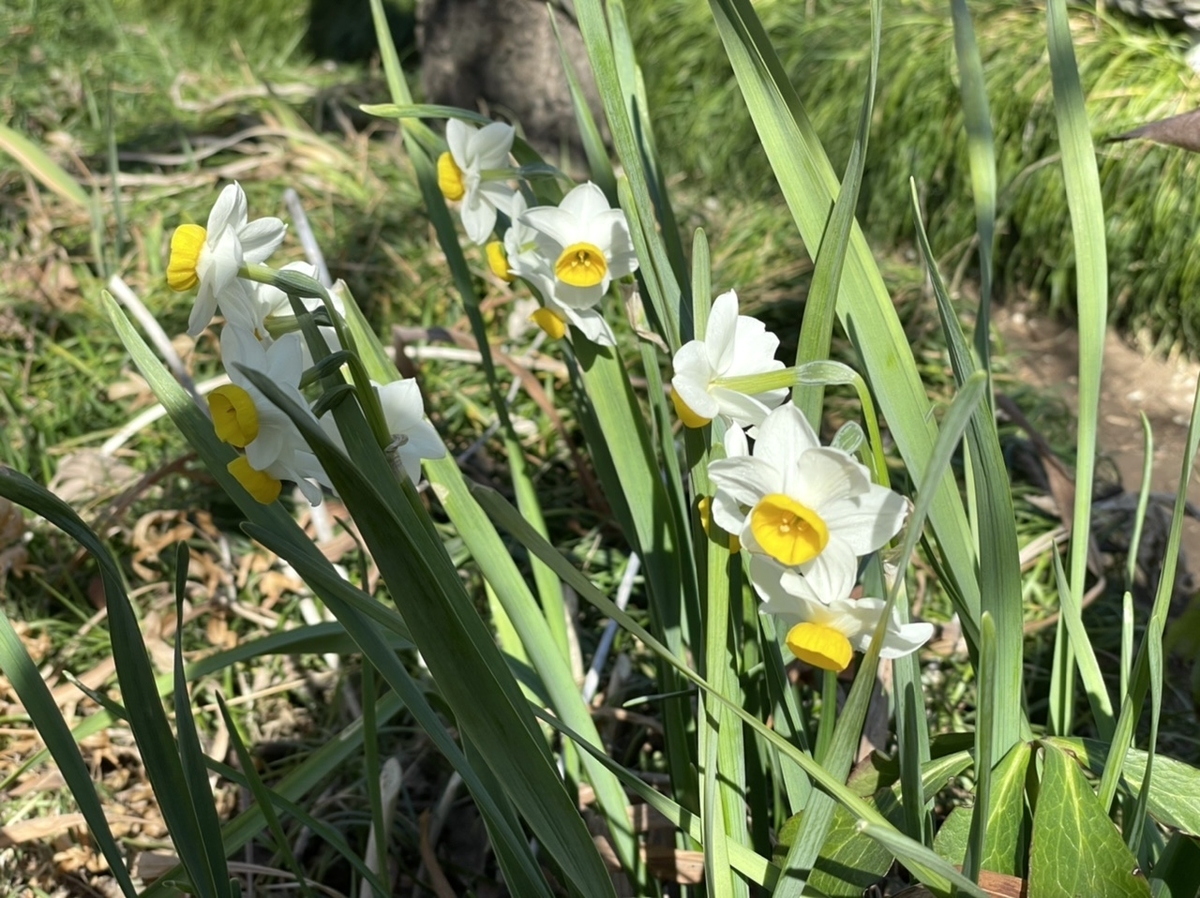 f:id:thecorner:20210303165608j:plain