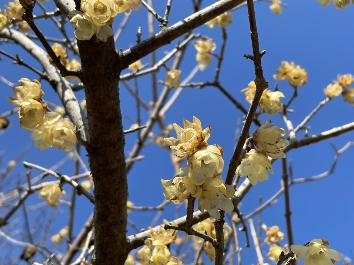 f:id:thecorner:20210303165633j:plain