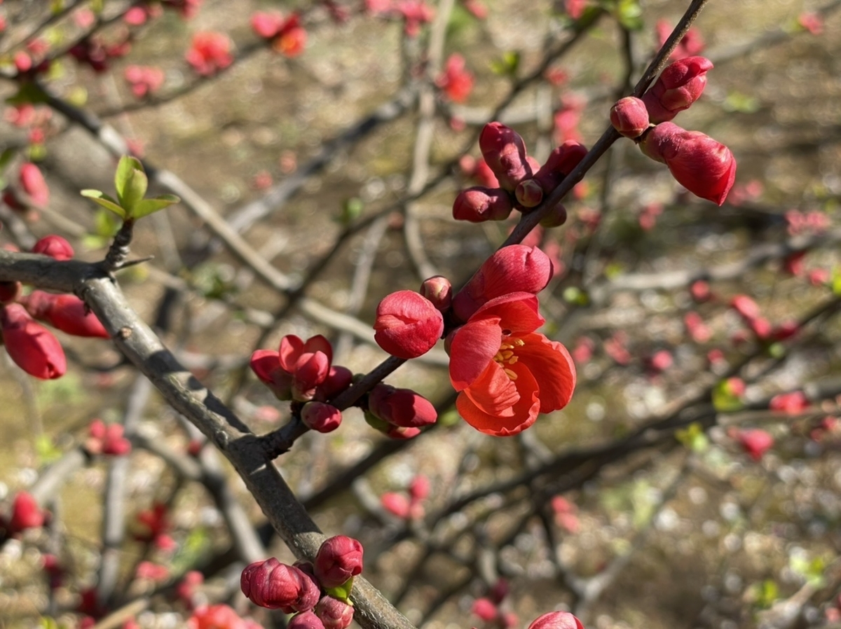 f:id:thecorner:20210303170004j:plain