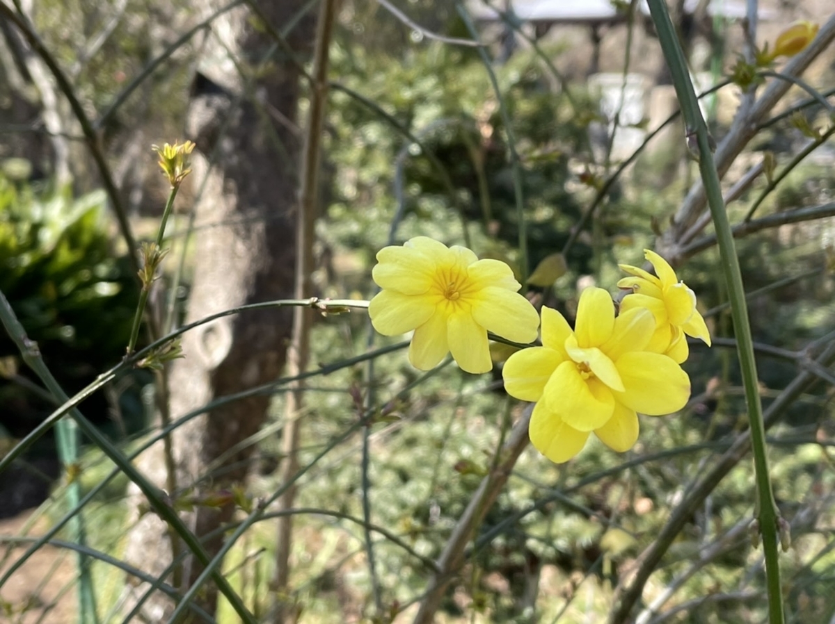 f:id:thecorner:20210303170752j:plain