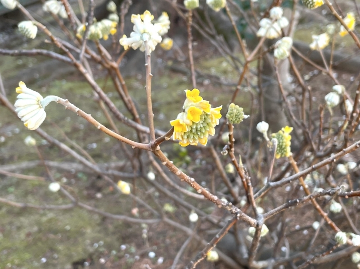 f:id:thecorner:20210303170953j:plain