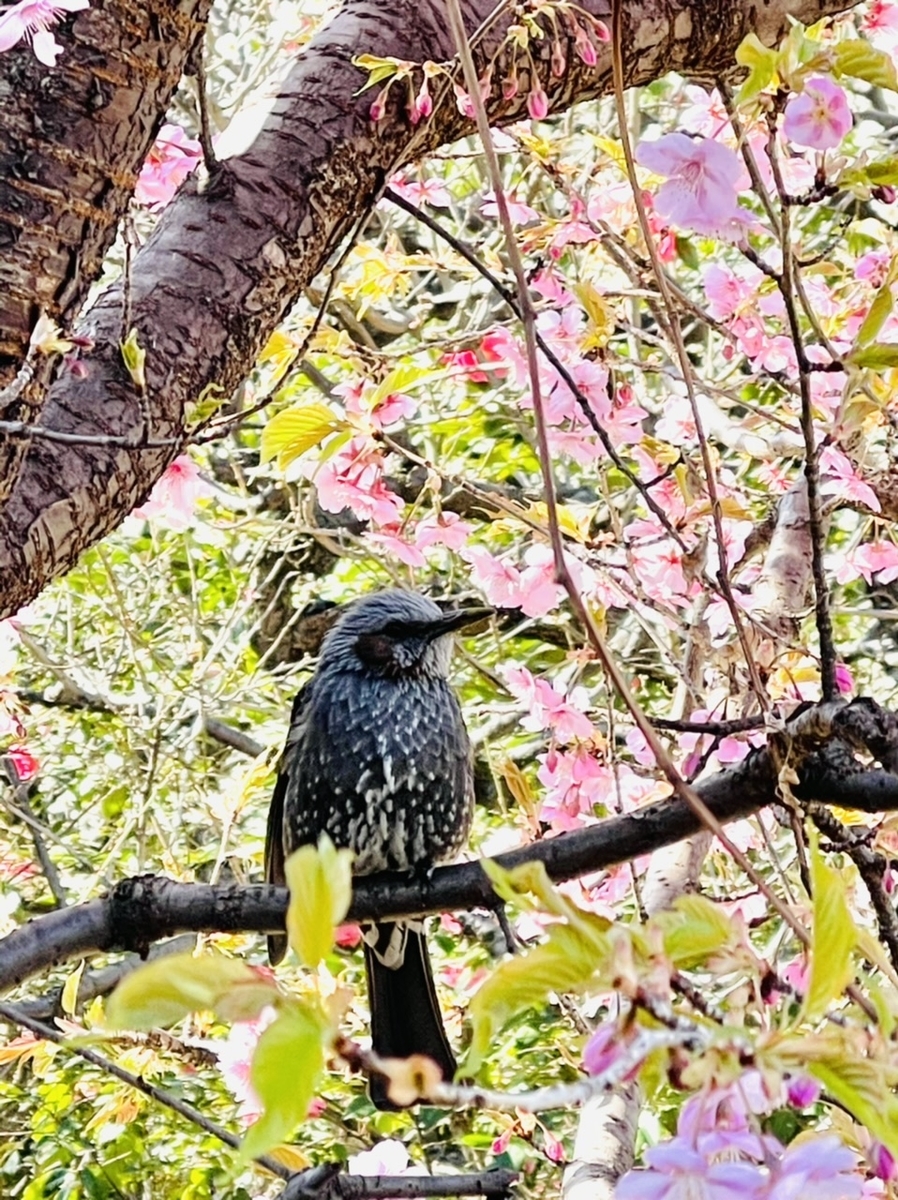 f:id:thecorner:20210306170229j:plain