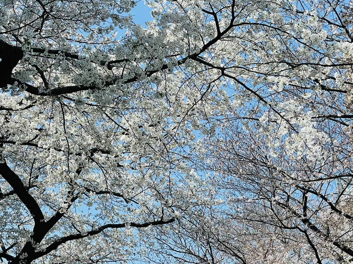 f:id:thecorner:20210324180446j:plain