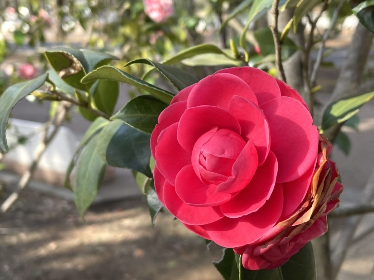 f:id:thecorner:20210324180540j:plain