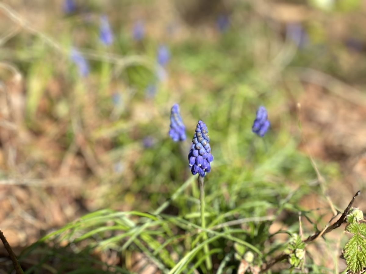 f:id:thecorner:20210324180626j:plain