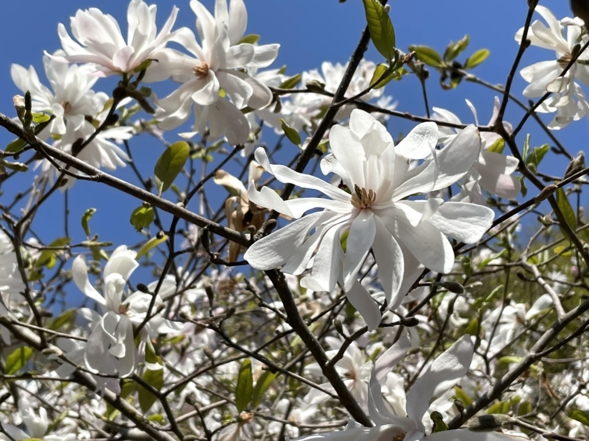 f:id:thecorner:20210324180850j:plain