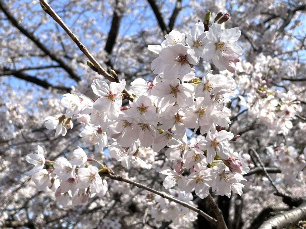 f:id:thecorner:20210324180939j:plain