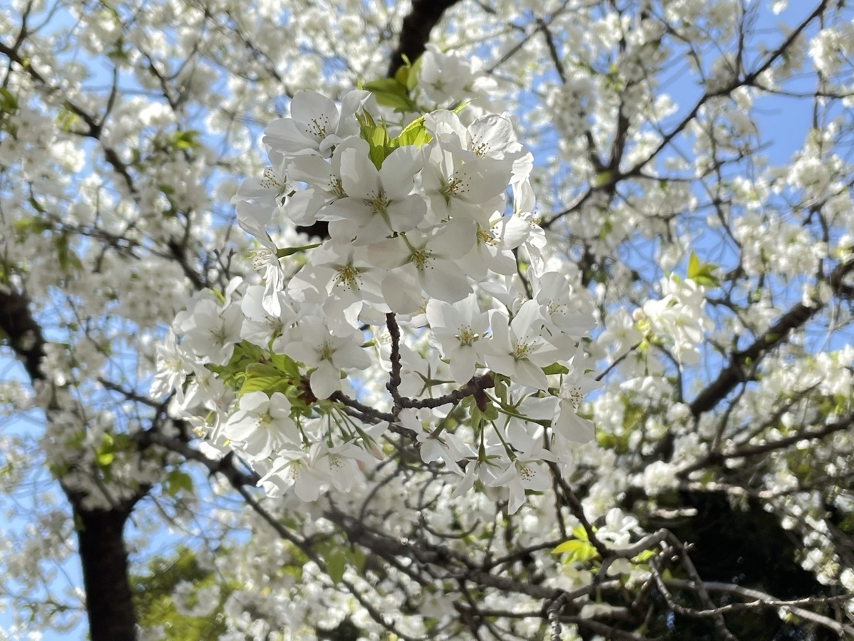 f:id:thecorner:20210326194628j:plain