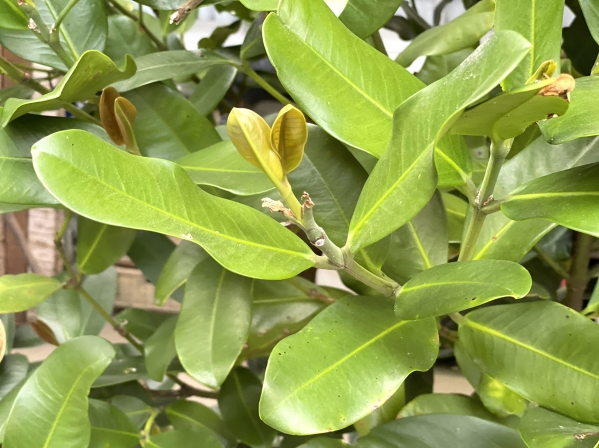 f:id:thecorner:20210404112158j:plain