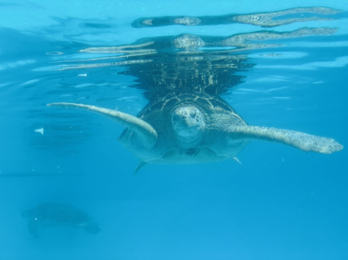 f:id:thecorner:20210404113446j:plain