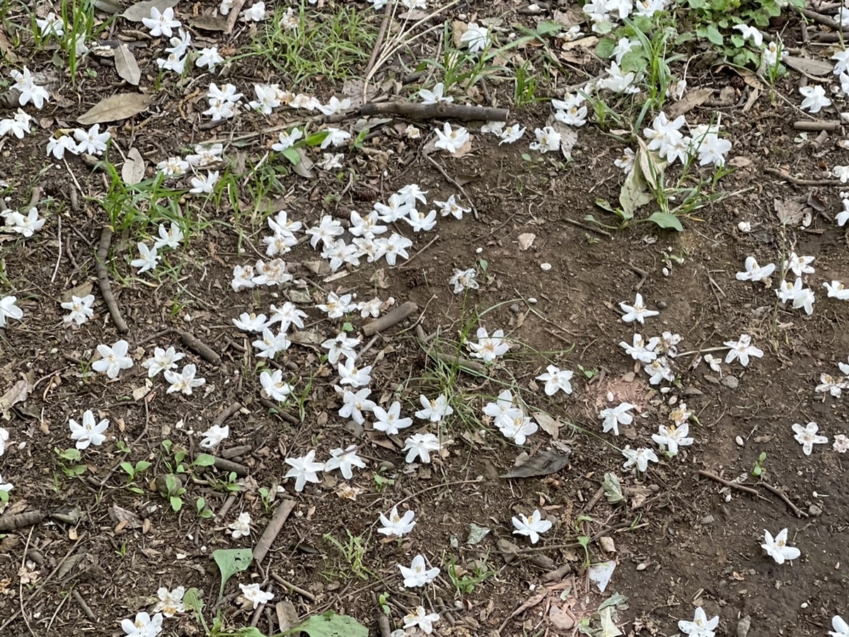 5月 初夏の花散歩 関東 5月に咲く花 エゴノキ ノイバラ ピラカンサ ペラペラヨメナ クサノオウ キショウブ ヒルガオ The Corner Of Life