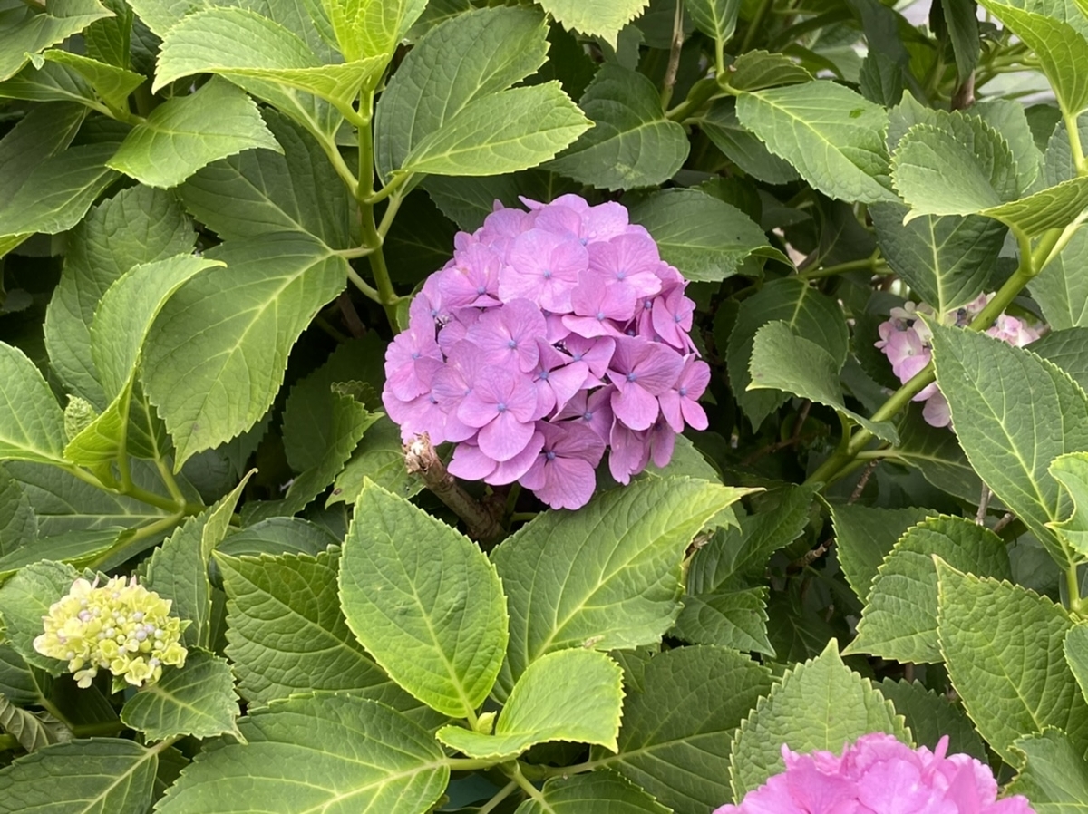 6月 梅雨の花散歩 関東6月に咲く花 アジサイ ドクダミ クチナシ ヤマボウシ ビヨウヤナギ The Corner Of Life
