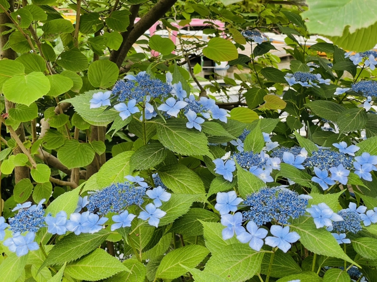 6月 梅雨の花散歩 関東6月に咲く花 アジサイ ドクダミ クチナシ ヤマボウシ ビヨウヤナギ The Corner Of Life