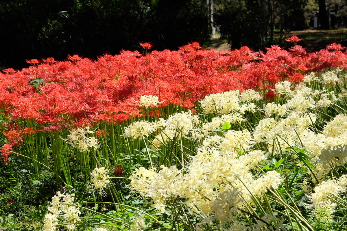 f:id:thecorner:20210920143403j:plain