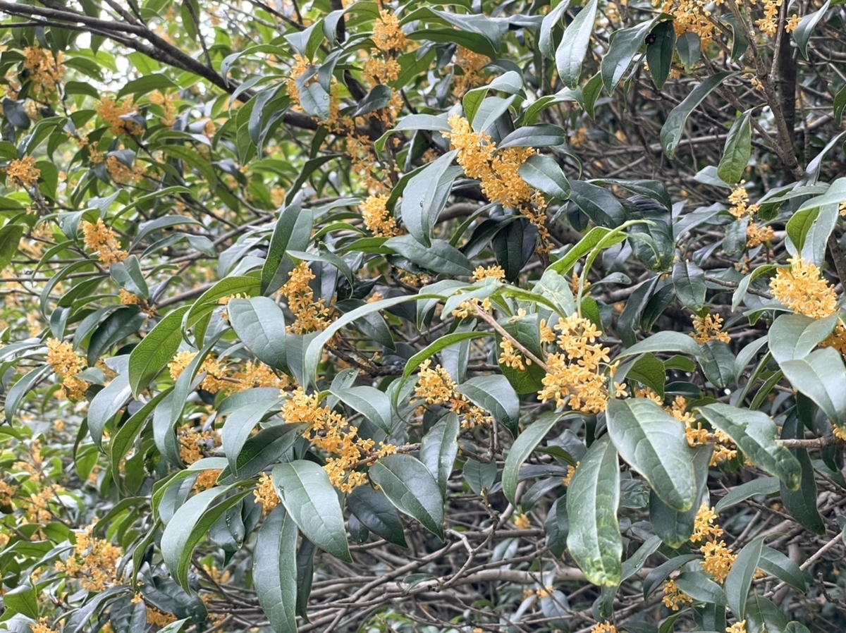 f:id:thecorner:20210920143426j:plain