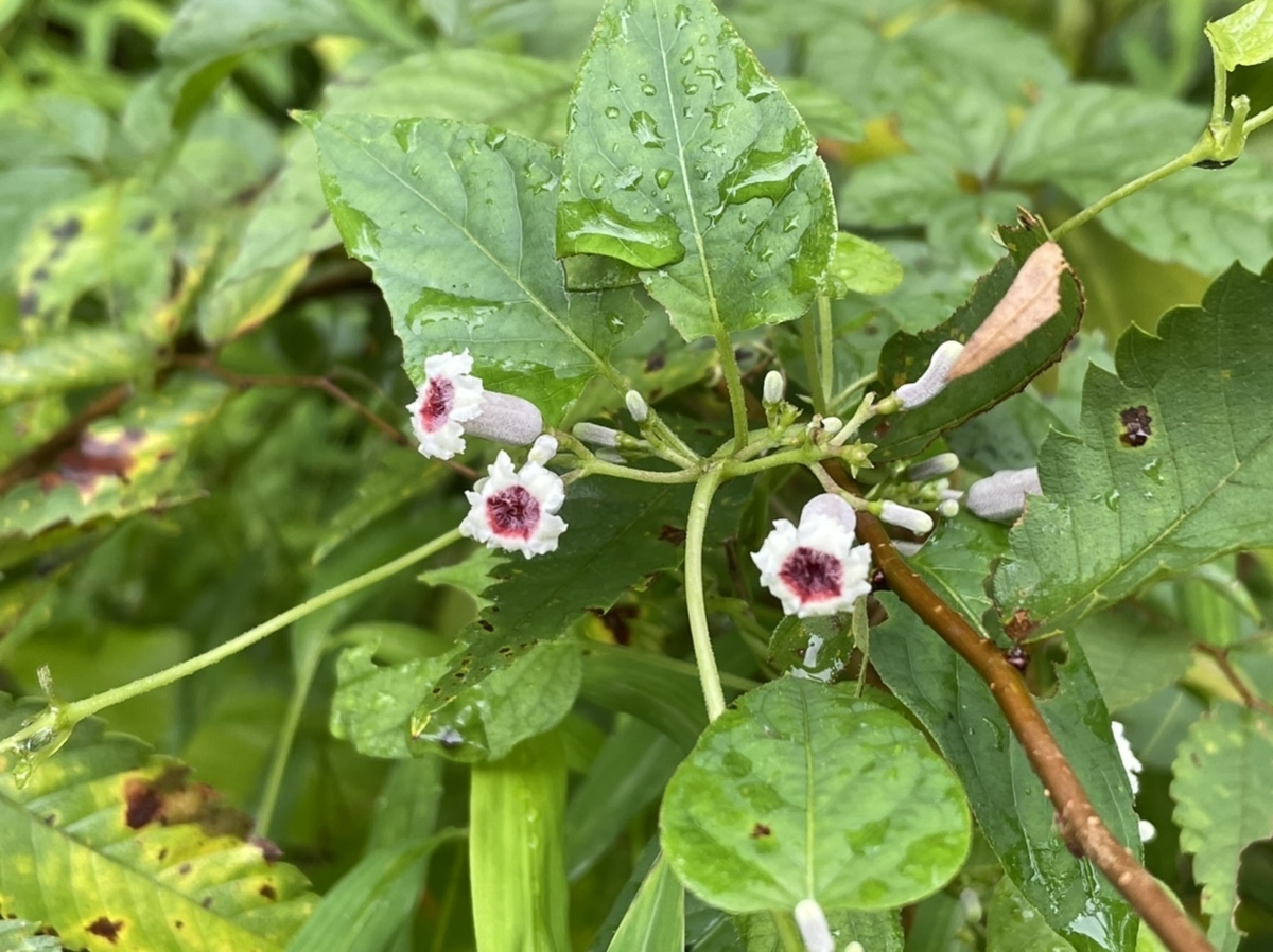 f:id:thecorner:20210920143445j:plain