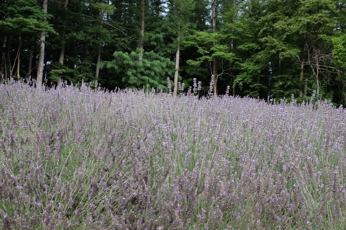 f:id:thecorner:20211006165931j:plain