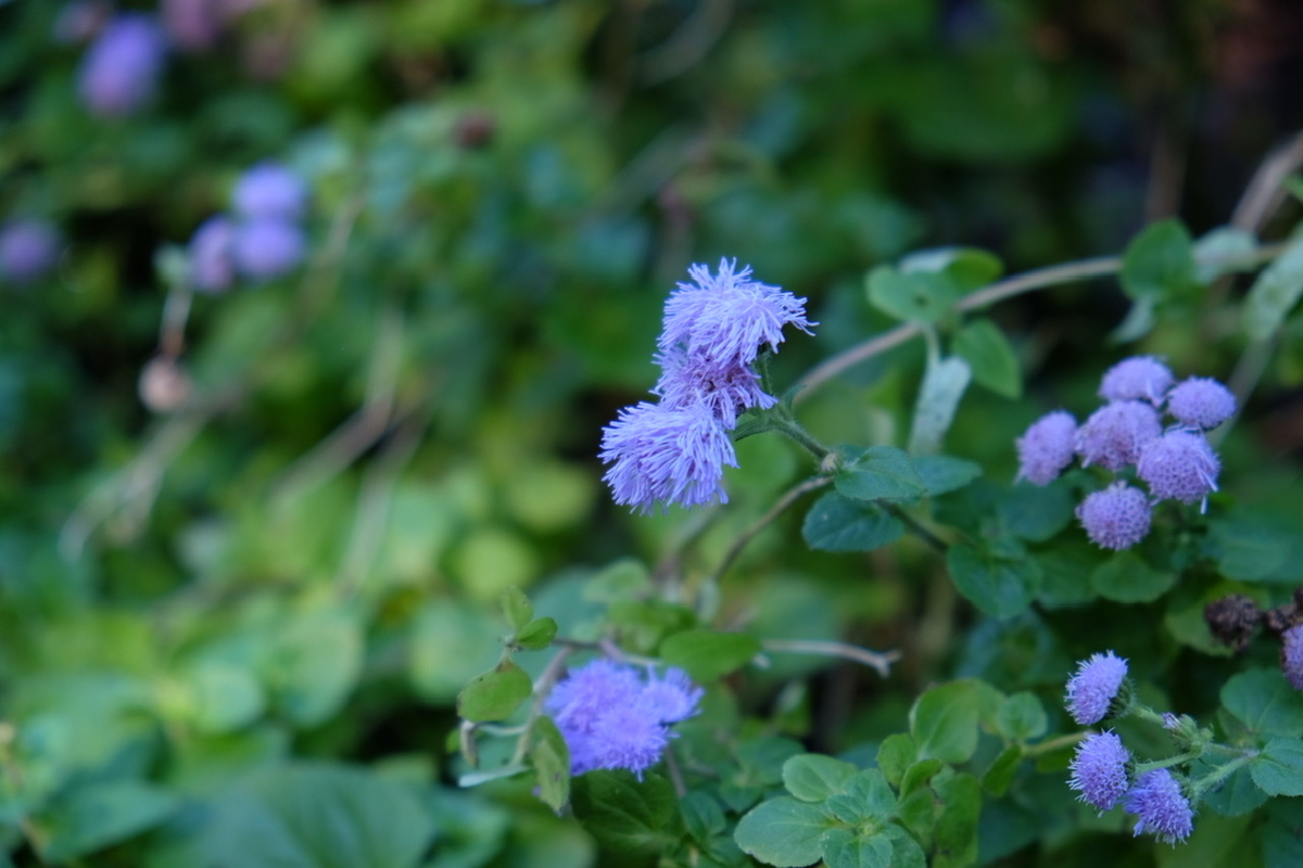 10月 秋の花散歩 秋を見つけに 関東10月に咲く花 イチョウ ハナミズキ ホトトギス カッコウアザミ ケイトウ シュウメイギク コムラサキシキブ ススキ The Corner Of Life