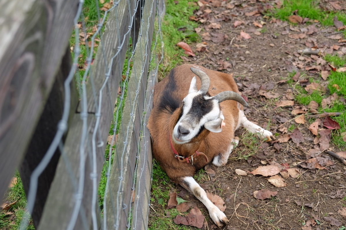 f:id:thecorner:20211213205645j:plain