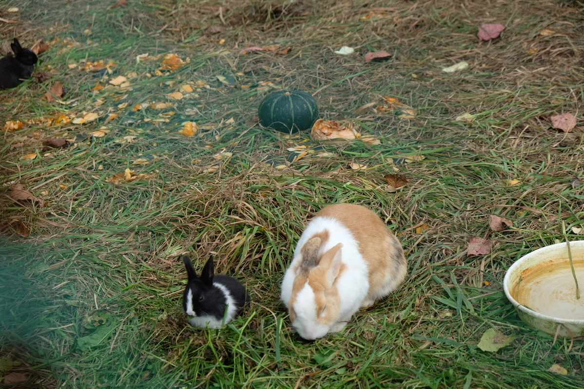 f:id:thecorner:20211213205713j:plain